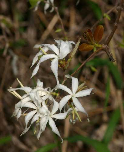 Ancylobothrys petersiana