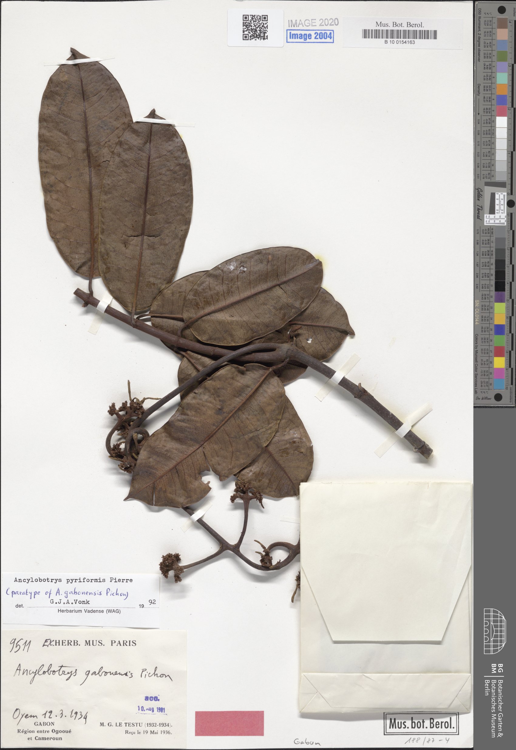 Ancylobothrys pyriformis — photo