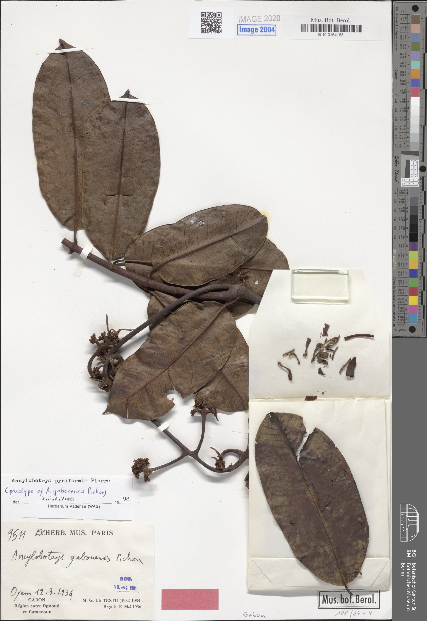 Ancylobothrys pyriformis — photo