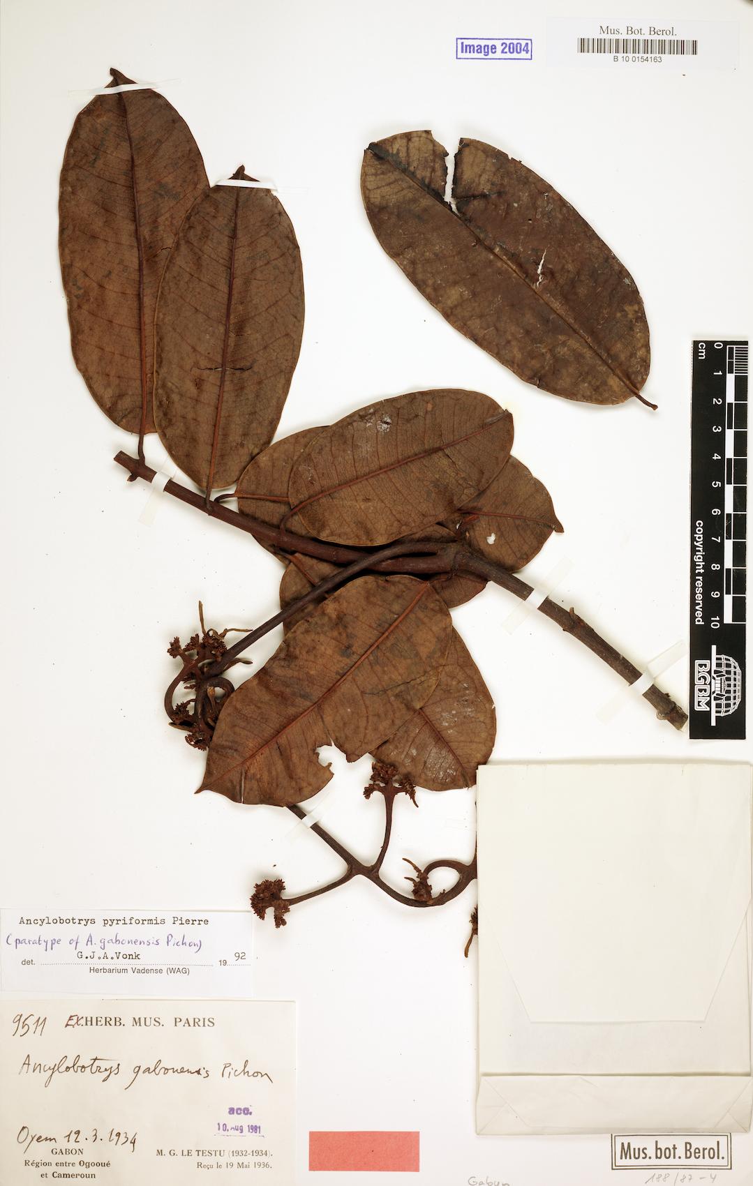 Ancylobothrys pyriformis