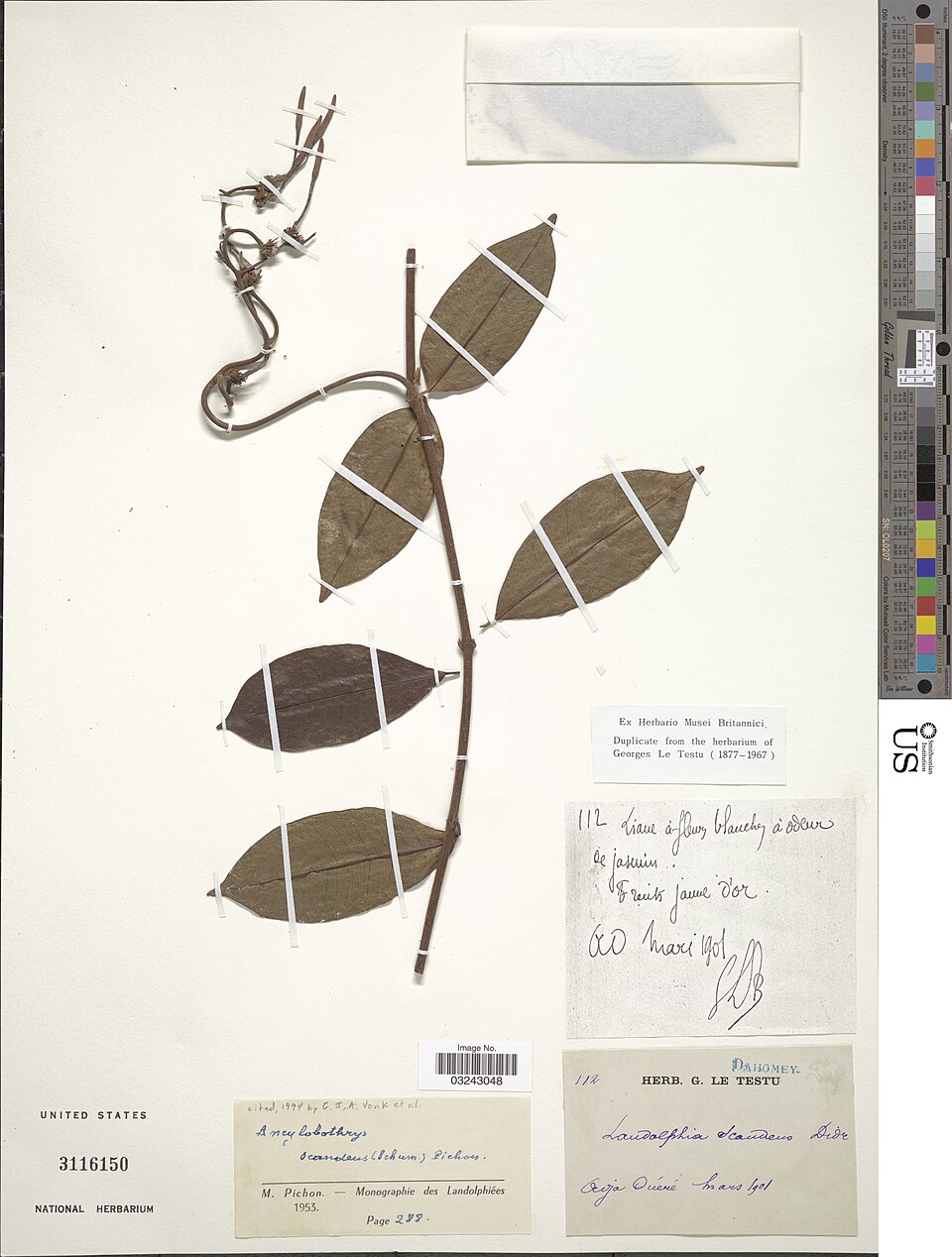 Ancylobothrys scandens