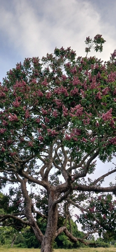Andira inermis