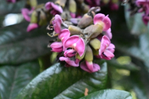 Andira legalis — photo