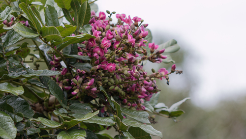 Andira legalis