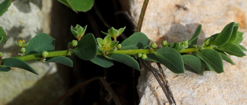Andrachne telephioides