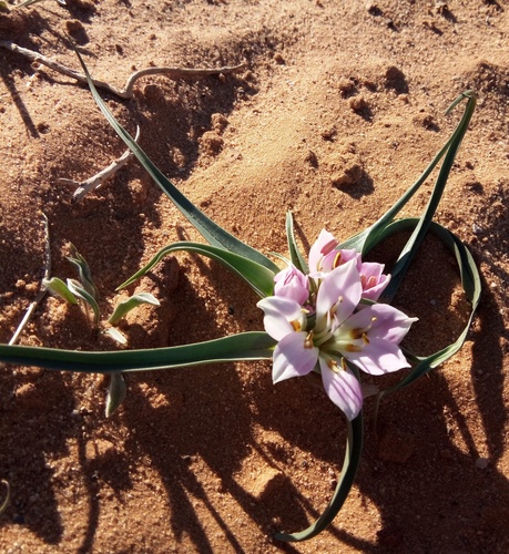 Androcymbium gramineum — photo