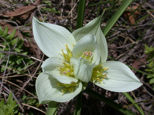 Androcymbium striatum (African crocus) — photo