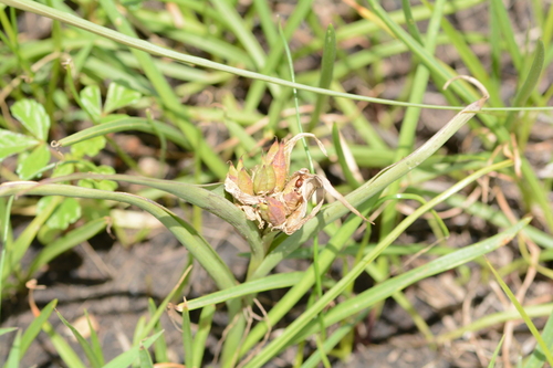 Androcymbium striatum (African crocus) — photo
