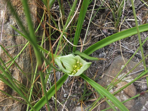 Androcymbium striatum