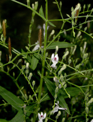 Andrographis paniculata (King of bitters) — photo
