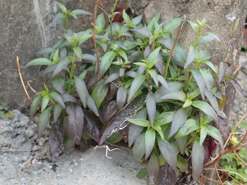 Andrographis paniculata (King of bitters) — photo