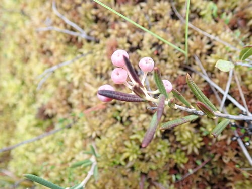 Andromeda glaucophylla (Bog rosemary) — photo
