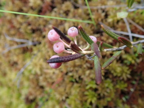 Andromeda glaucophylla (Bog rosemary) — photo