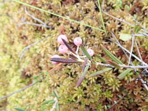 Andromeda glaucophylla