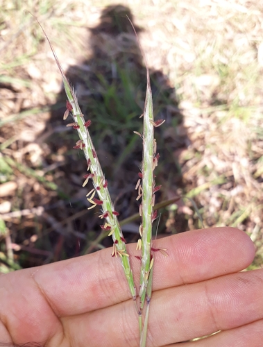 Andropogon gayanus (Rhodesian bluegrass) — photo