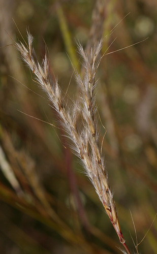 Andropogon gayanus (Rhodesian bluegrass) — photo