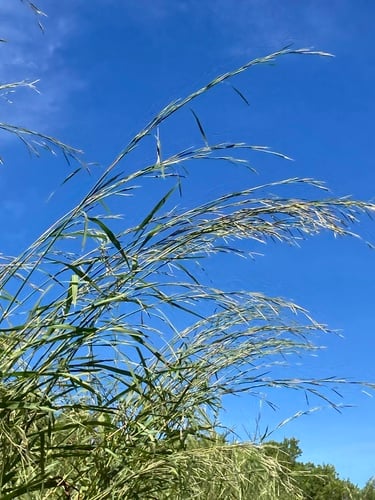 Andropogon gayanus