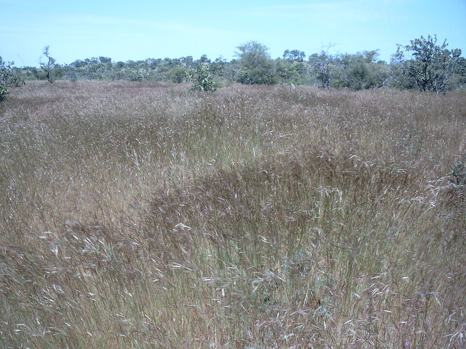 Andropogon pseudapricus — photo