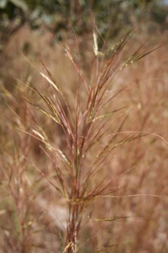 Andropogon pseudapricus