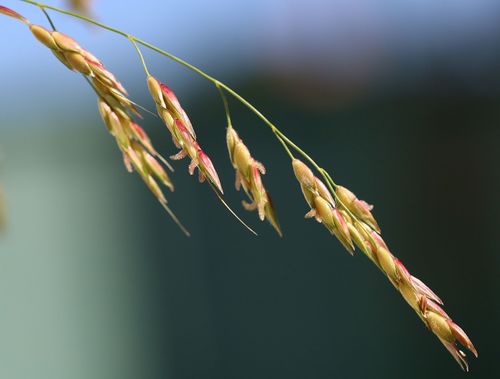 Andropogon sorghum (Uwa) — photo