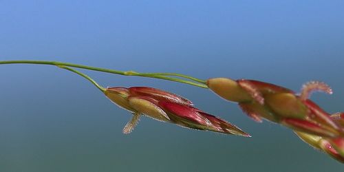 Andropogon sorghum (Uwa) — photo