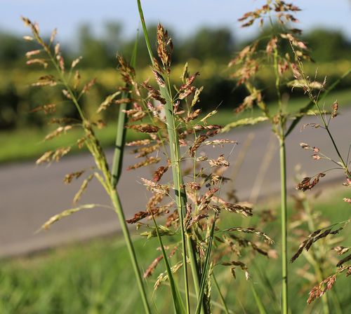Andropogon sorghum