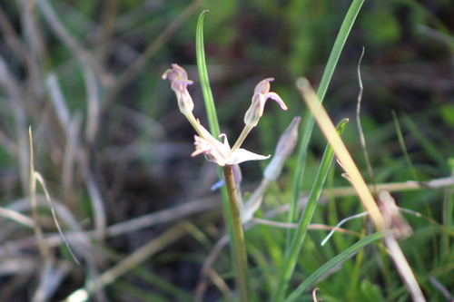 Androstephium caeruleum (Fragrant lily) — photo
