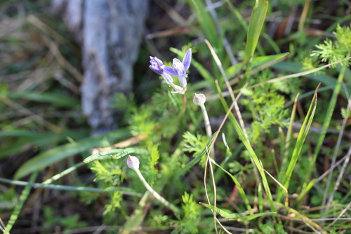 Androstephium caeruleum (Fragrant lily) — photo