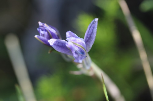 Androstephium caeruleum