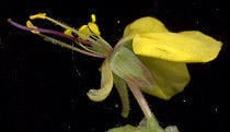 Aneilema aequinoctiale (Clinging aneilema) — photo