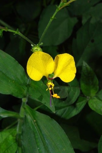 Aneilema aequinoctiale