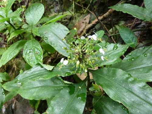 Aneilema beniniense — photo