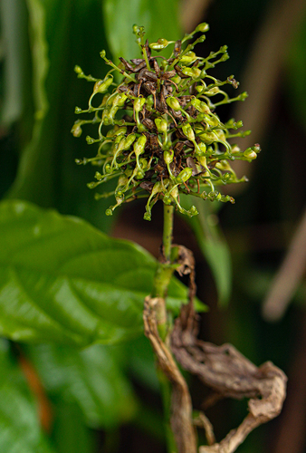 Aneilema beniniense