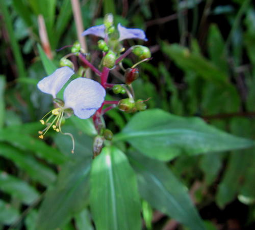 Aneilema dregeanum — photo