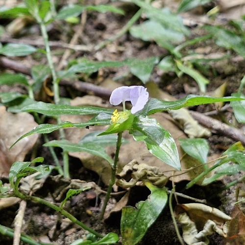 Aneilema dregeanum — photo
