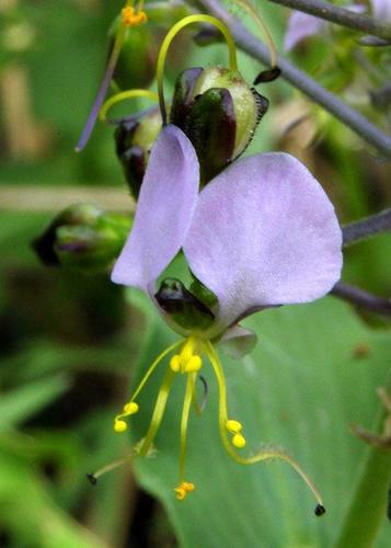 Commelinaceae