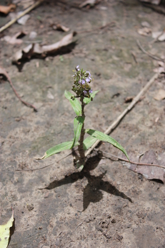 Aneilema lanceolatum — photo