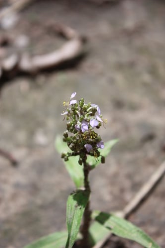 Aneilema lanceolatum