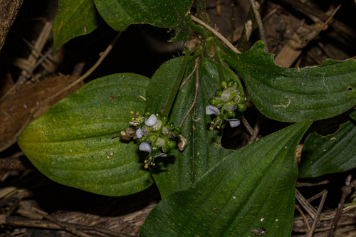 Aneilema pedunculosum