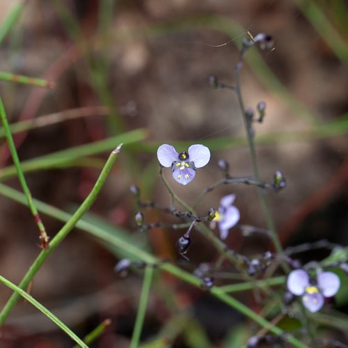 Aneilema siliculosum