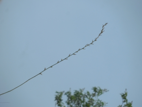 Anemarrhena asphodeloides (Zhi mu) — photo