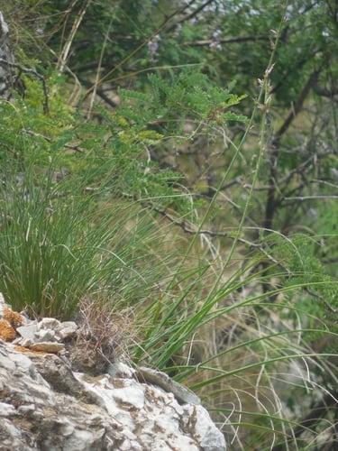 Anemarrhena asphodeloides (Zhi mu) — photo
