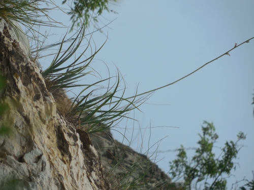 Anemarrhena asphodeloides