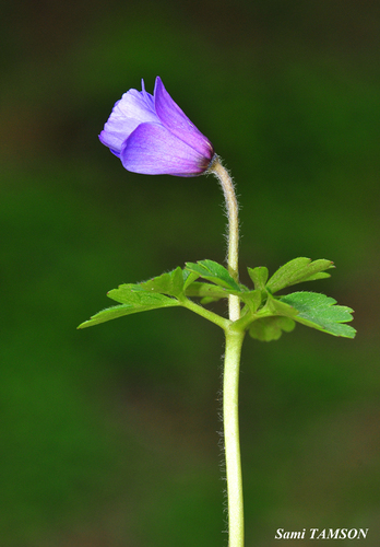 Anemone blanda — photo