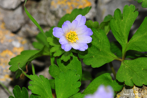 Anemone blanda — photo