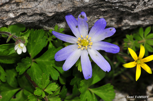 Anemone blanda
