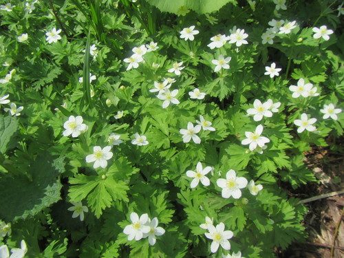 Anemone flaccida (Anemone greens) — photo