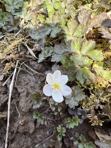 Anemone flaccida (Anemone greens) — photo