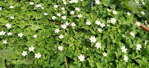 Anemone flaccida