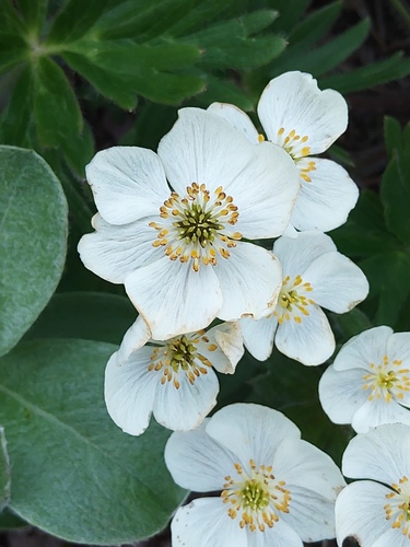 Anemone narcissiflora (Narcissus Anemone) — photo